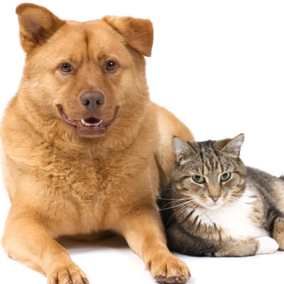 Animal Housecalls of Toronto - Cat and dog